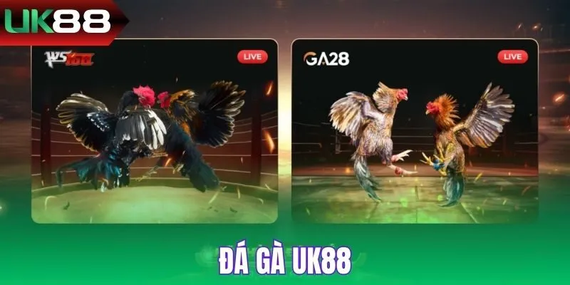 Đá Gà UK88 kịch tính cùng loạt sự kiện hot